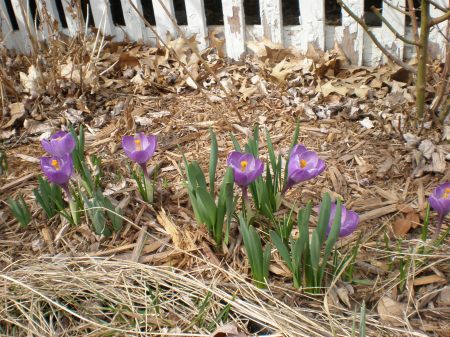 crocus-purple